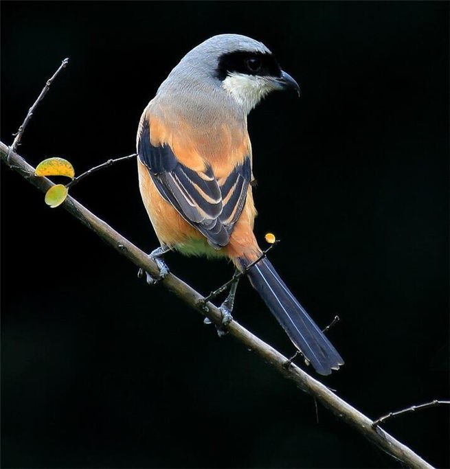 棕背伯劳前额黑色,眼先,眼周和耳羽黑色,形成一条宽阔的黑色贯眼纹