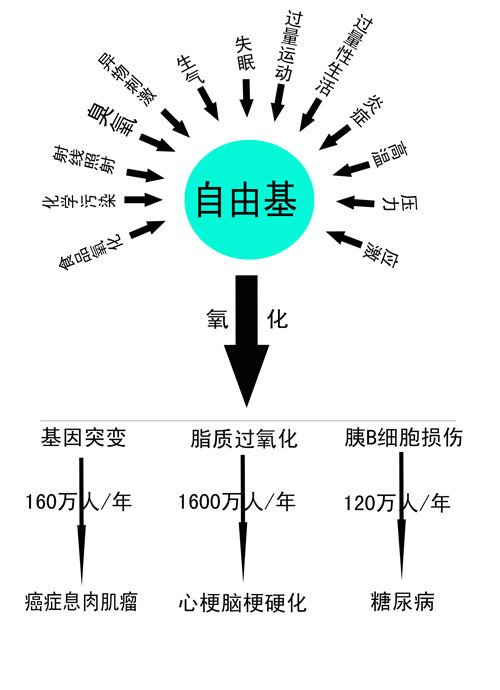自由基