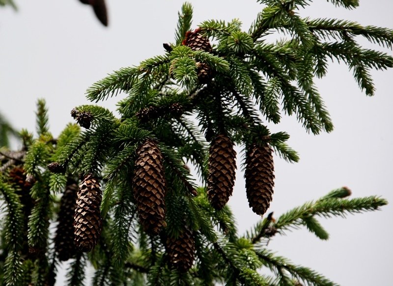 松塔 【來源】松科松屬植物白皮松(蛇皮松,虎皮松)pinus bungeana