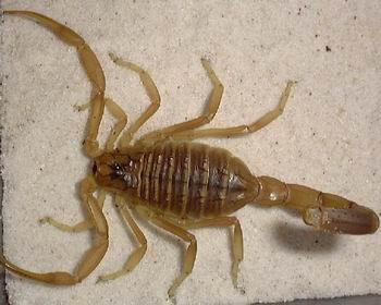以色列杀人蝎 俗名别名:以色列金蝎 英 文 名:deathstalker scorpion